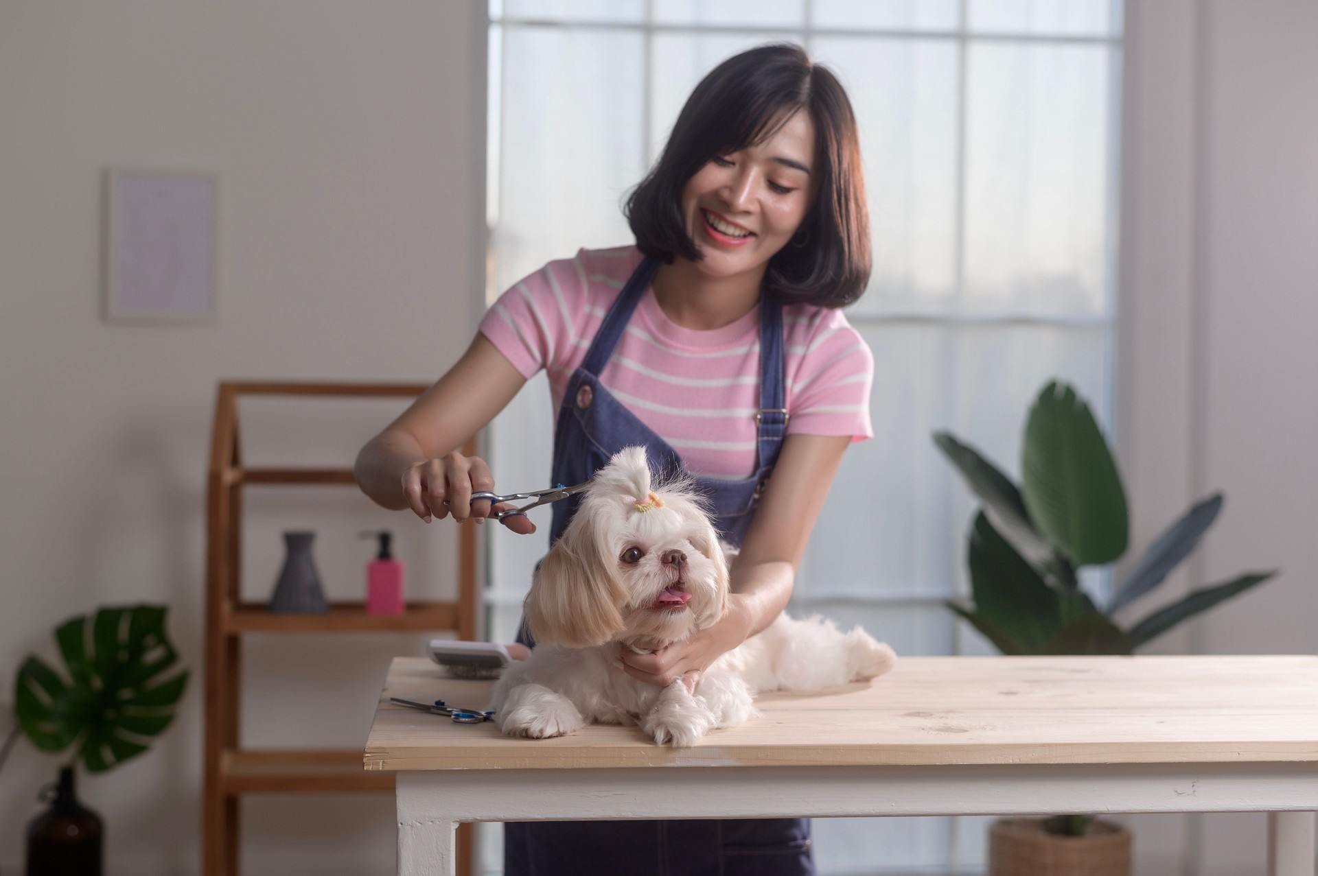 Female professional groomer trimming haircut and combing dog fur at pet spa grooming salon